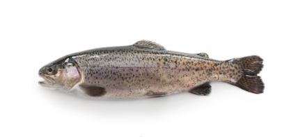 Image de Truite fraîche - simple